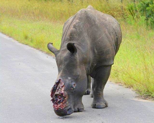 Why are HUMANS so BARBARIC...? DO YOU BUY RHINO HORN??