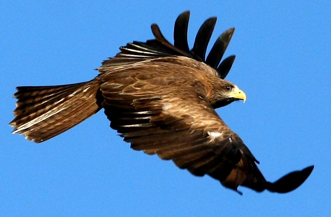 Kite in Flight