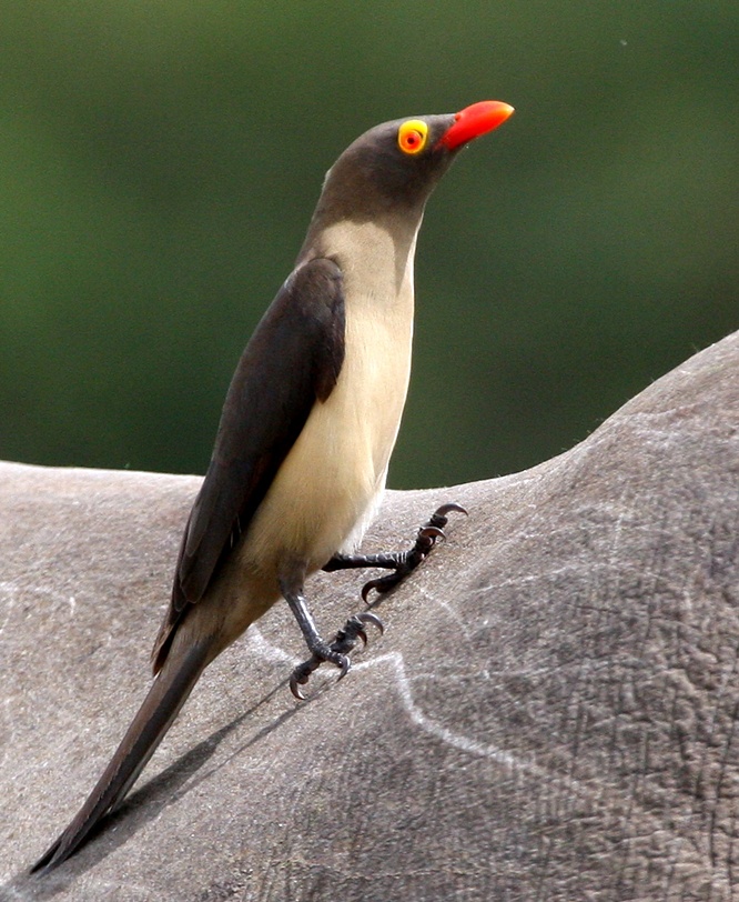 Ox Pecker on Rhino