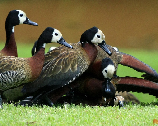 White Faced Ducks line up for Mating