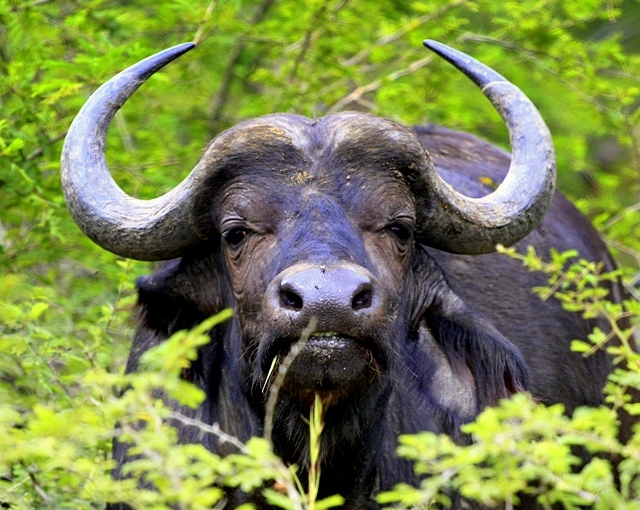 Cape Buffallo in Umfolozi Game reserve, Zululand, SA