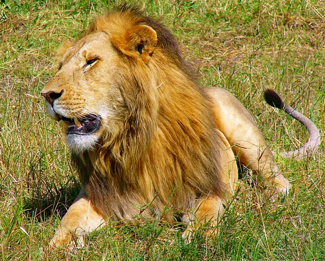 Lion Male, Masai Mara, Kenya