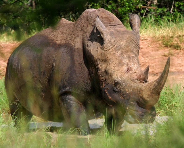 White Rhino getting up  in Umfolozi Game reserve, Zululand, SA