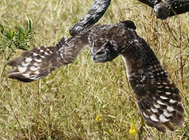 Owl in Flight